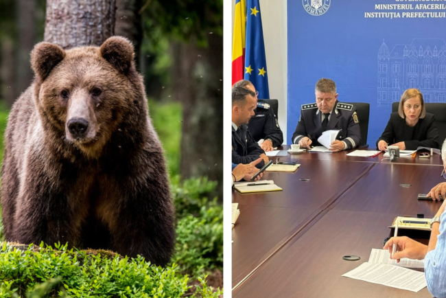 Ursii au preluat controlul in judetul Cluj 383 de exemplare si tot mai multe atacuri Autoritatile recunosc ca situatia devine incontrolabila