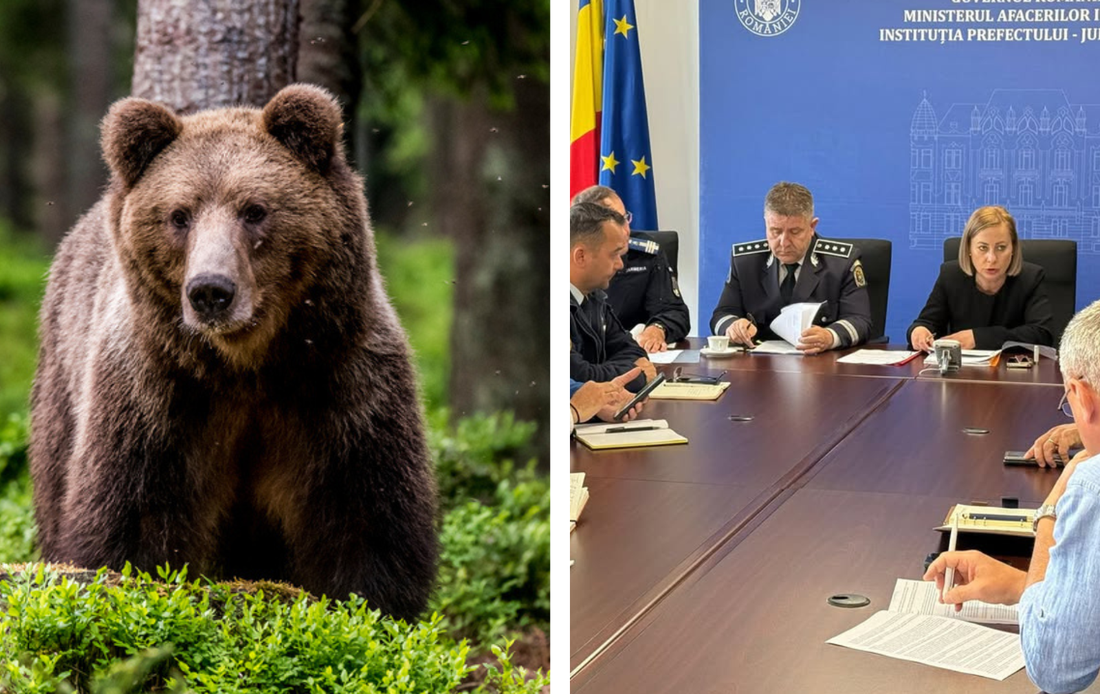 Ursii au preluat controlul in judetul Cluj 383 de exemplare si tot mai multe atacuri Autoritatile recunosc ca situatia devine incontrolabila