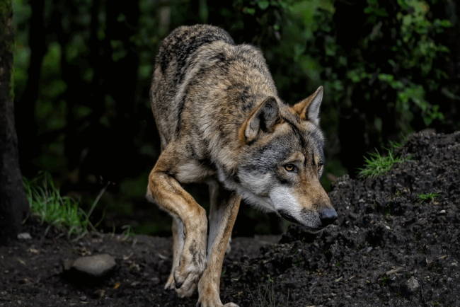 Vanatoare de lupi in Spania ecologii contesta decizia de a permite uciderea acestor animale
