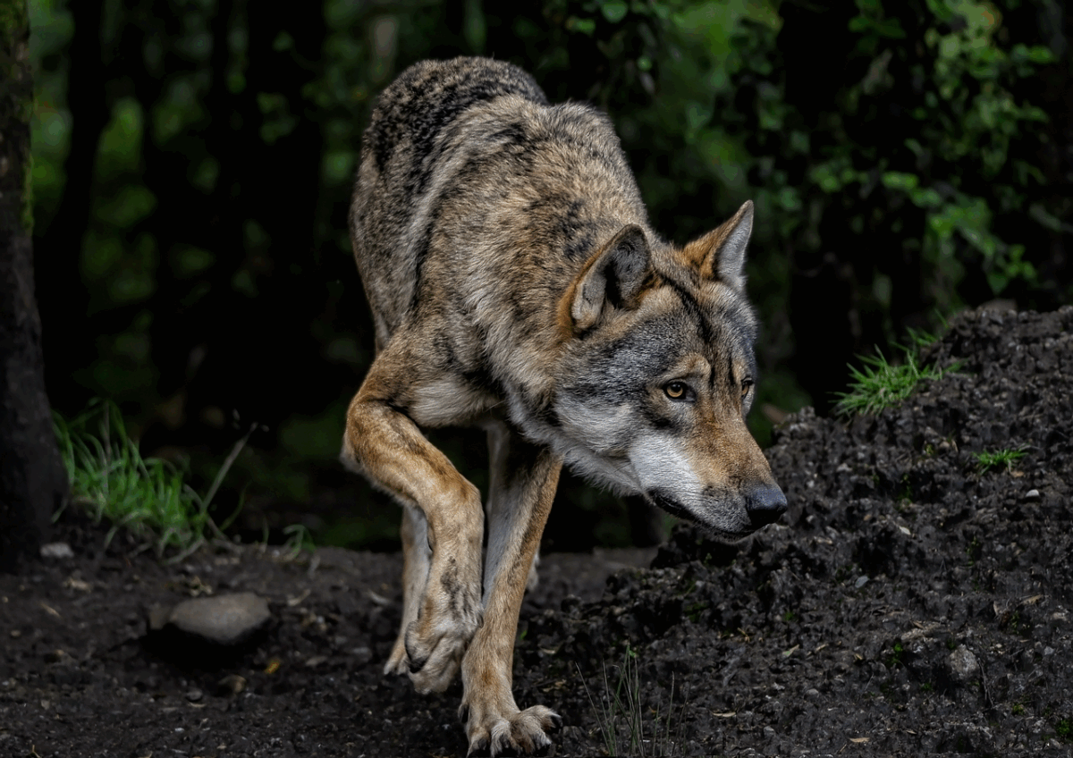Vanatoare de lupi in Spania ecologii contesta decizia de a permite uciderea acestor animale