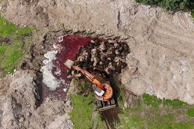 colaps ecologic in lesbos 32000 de animale ingropate fara siguranta
