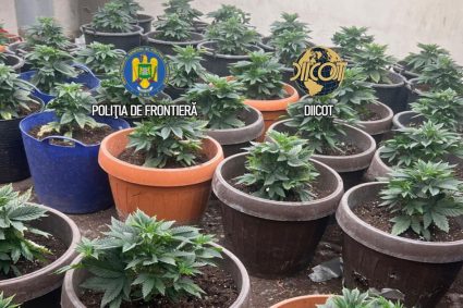 Descoperire a unei culturi imense de canabis în ghivece, lângă Capitală. Semințele erau aduse din Olanda prin…