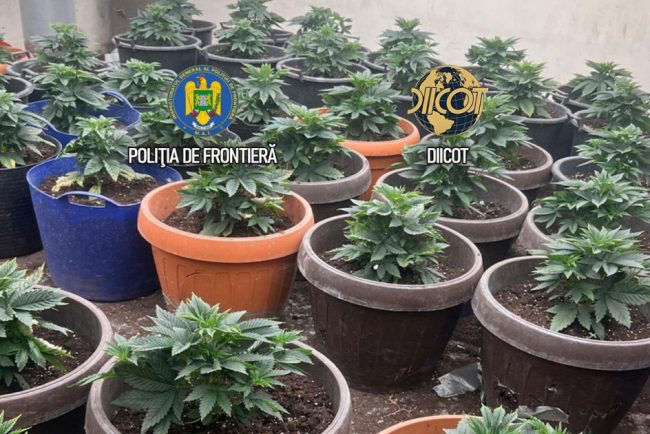 descoperire a unui culturi imense de canabis in ghivece langa capitala semintele erau aduse din olanda prin