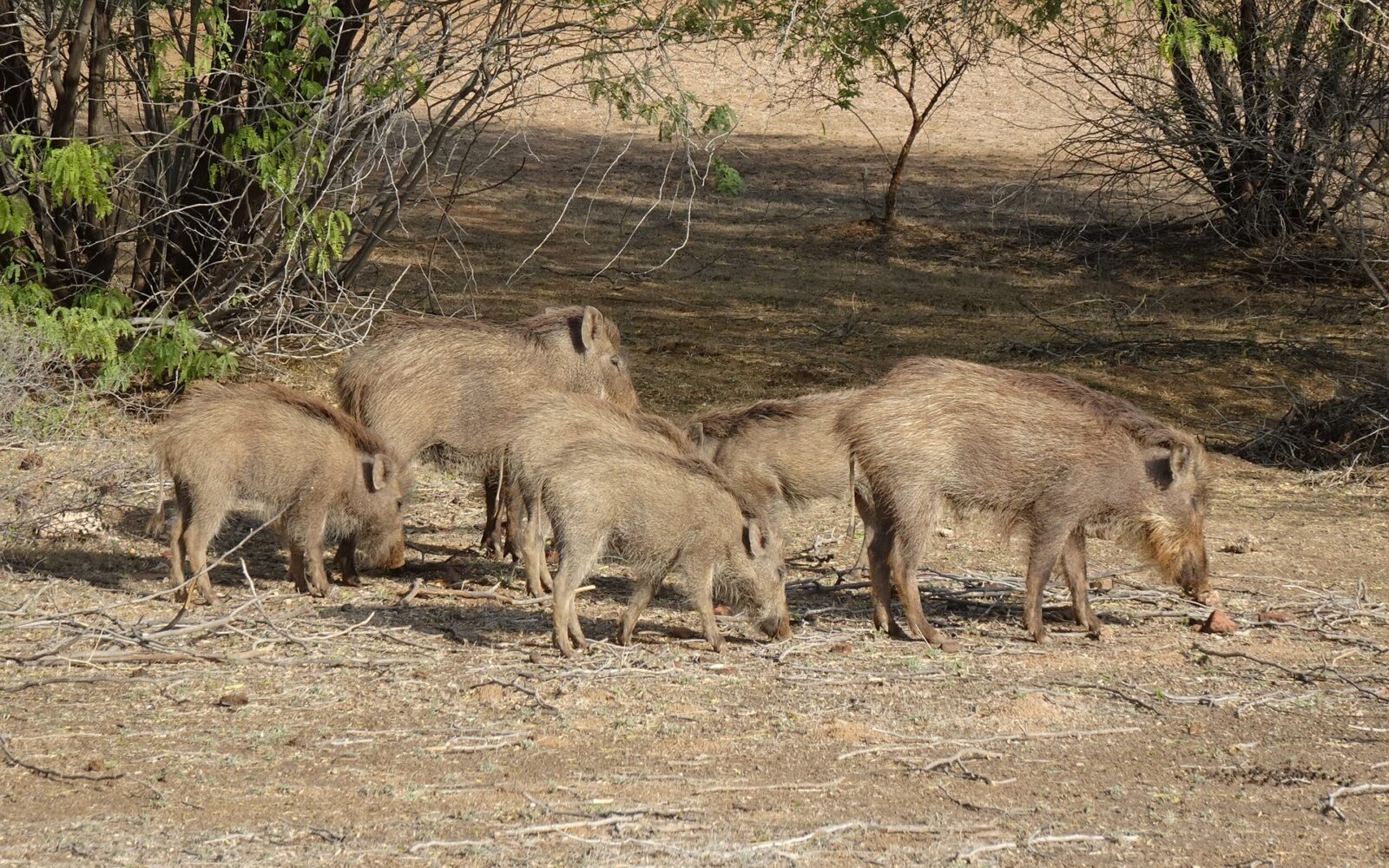 O tara vasta se confrunta cu o problema neasteptata milioane de porci paduresti distrug culturile si sursele de apa