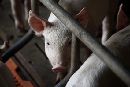 ONU emite un avertisment Utilizarea antibioticelor in fermele de productie a alimentelor tinde sa creasca