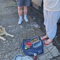 Pe drumul spre mare clujenii au dat o lectie de solidaritate Un caine vagabond a devenit mascota vagonului Chiar si in vremuri grele omenia inca se pastreaza