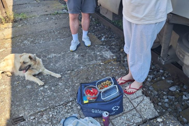 Pe drumul spre mare clujenii au dat o lectie de solidaritate Un caine vagabond a devenit mascota vagonului Chiar si in vremuri grele omenia inca se pastreaza