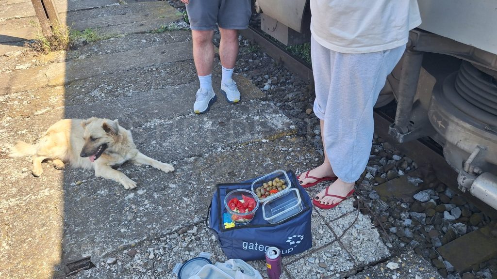Pe drumul spre mare clujenii au dat o lectie de solidaritate Un caine vagabond a devenit mascota vagonului Chiar si in vremuri grele omenia inca se pastreaza