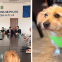 PolitiiadindClujiamasuripentrucainiiintalnirecuONGuriiveterinariurmeazaactiunipenterempentruproprietarii careincalcalegea
