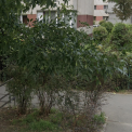 Strada din Cluj transformat ntr o groap de gunoi Deseurile revin dupa fiecare curatenie iar locuitorii sunt satui
