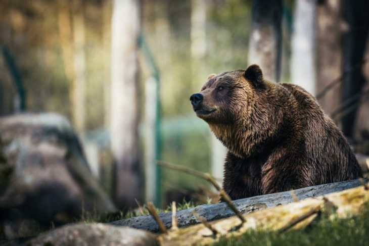 Un barbat de 34 de ani si a pierdut viata in urma unui atac al unui urs in judetul Sibiu