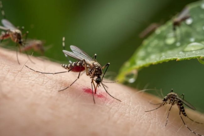 Un clujean din zona Buna Ziua sesizeaza o invazie de insecte si cere explicatii Primariei Tzantsarii ne ataca Cand vor incepe interventiile in oras