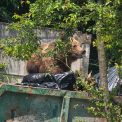 Urs gasit in containerul de gunoi al unui spital din Brasov A fost impuscat