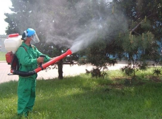 Vesti bune pentru locuitorii din Apahida Primaria va realiza stropiri impotriva insectelor timp de trei nopti la rand in Dezmir Sannicoara si alte sase localitati