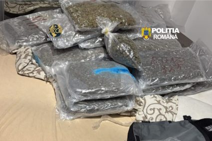 Zeci de kilograme de canabis găsite într-o locuință din Cluj-Napoca