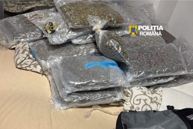 Zeci de kilograme de canabis gasite dintr o locuinta din Cluj Napoca