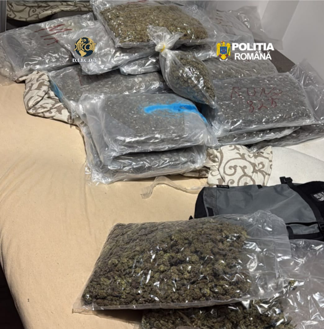 Zeci de kilograme de canabis gasite dintr o locuinta din Cluj Napoca