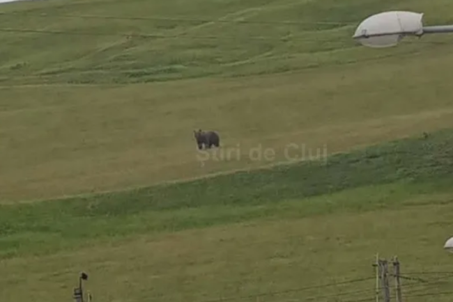 video avertisment un urs a atacat o stana in cojocna judetul cluj si a ucis un caine autoritatile sunt in alerta