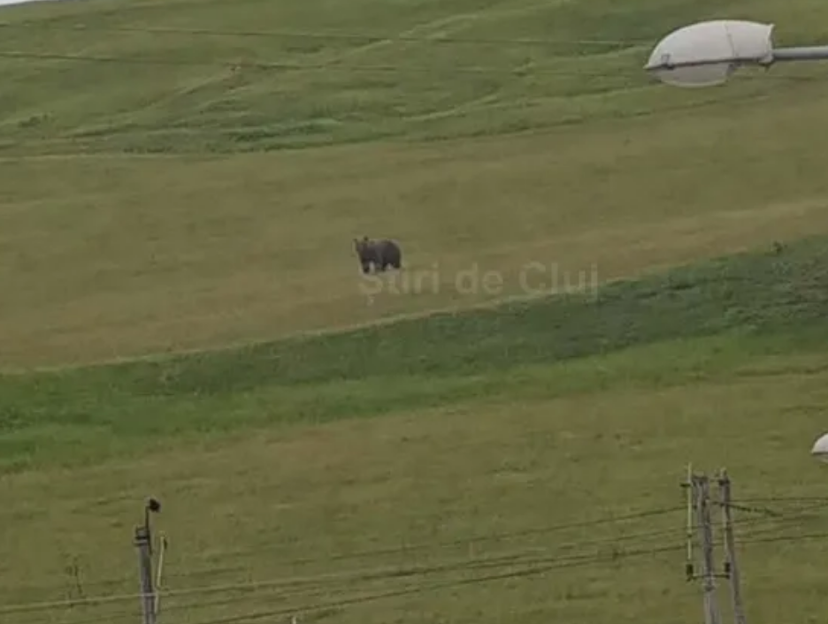 video avertisment un urs a atacat o stana in cojocna judetul cluj si a ucis un caine autoritatile sunt in alerta