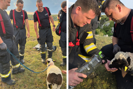 VIDEO. Final fericit: Un miel pierdut, salvat de pompierii din Cluj după ce au coborât într-o prăpastie de 20 de metri în Cheile Turenilor.