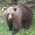 Alert de URS ntr o comun din judeul Cluj Evitai s v deplasai n zon i nu v apropiai de animal