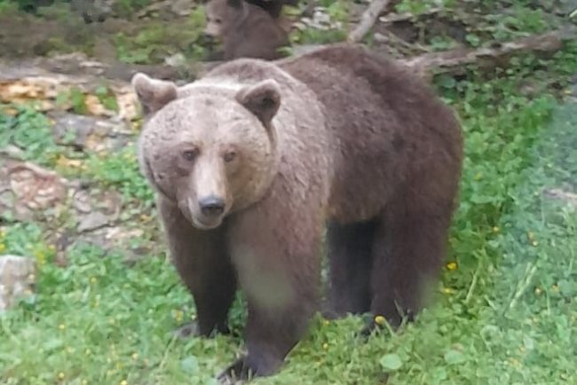 Alert de URS ntr o comun din judeul Cluj Evitai s v deplasai n zon i nu v apropiai de animal