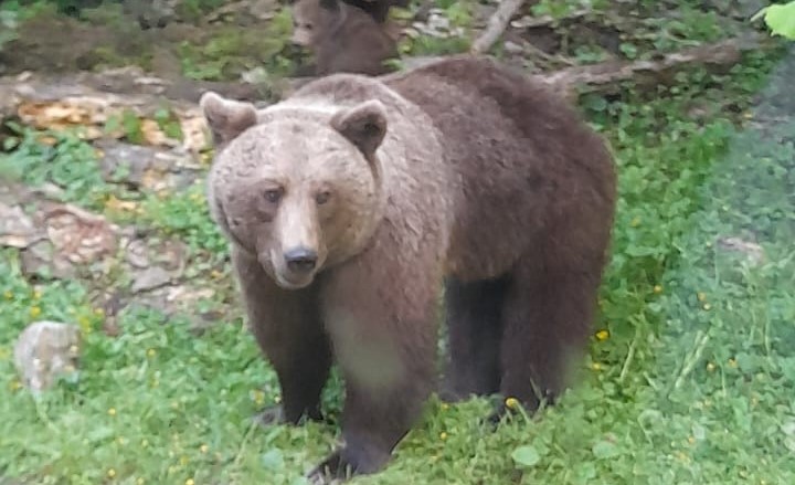 Alert de URS ntr o comun din judeul Cluj Evitai s v deplasai n zon i nu v apropiai de animal