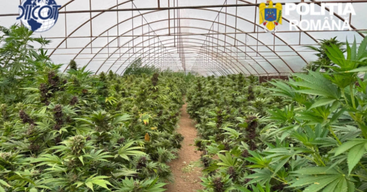 Captura record de canabis in Neamt peste 2600 de plante si un laborator clandestin descoperite de
