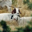 Carantina nationala de 30 de zile pentru oi si capre Suspendarea deplasarii animalelor
