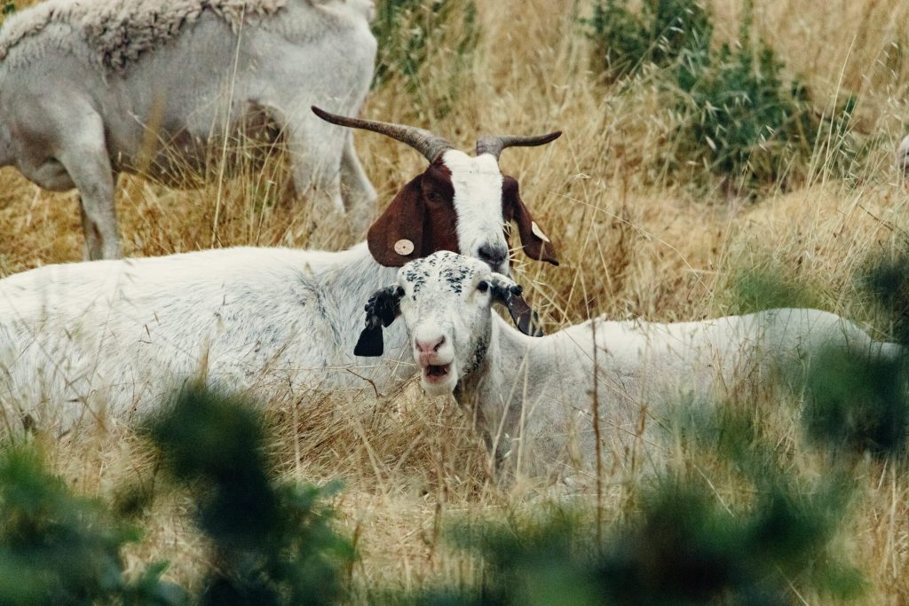 Carantina nationala de 30 de zile pentru oi si capre Suspendarea deplasarii animalelor