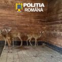 Doua caprioare capturate ilegal au fost salvate in Sibiu si au ajuns la Grdina Zoologica