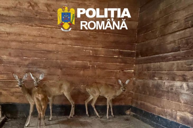 Doua caprioare capturate ilegal au fost salvate in Sibiu si au ajuns la Grdina Zoologica