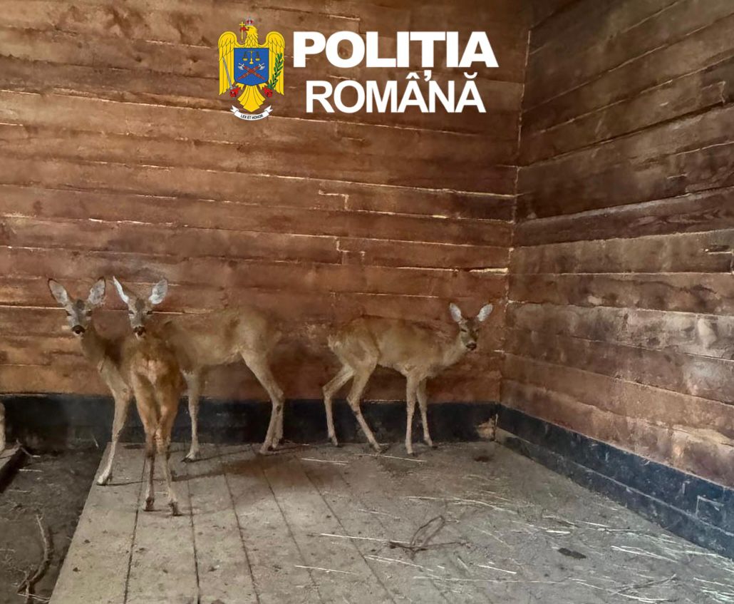 Doua caprioare capturate ilegal au fost salvate in Sibiu si au ajuns la Grdina Zoologica