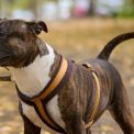 Groaza pe o strada din Cluj Napoca Un caine urias ataca alte animale scoase la plimbare iar stapanul il observa indiferent de la 200 de metri distanta