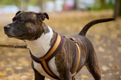 Groază pe o stradă din Cluj-Napoca: Un câine uriaș atacă alte animale scoase la plimbare, iar stăpânul îl observă indiferent de la 200 de metri distanță.