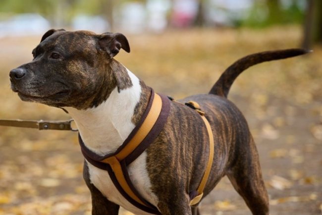 Groaza pe o strada din Cluj Napoca Un caine urias ataca alte animale scoase la plimbare iar stapanul il observa indiferent de la 200 de metri distanta