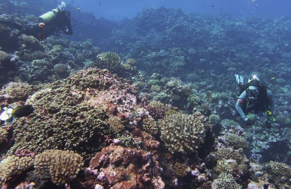 Marea Bariera de Corali este in pericolul colapsului ecosistemului din cauza fenomenului El Nino