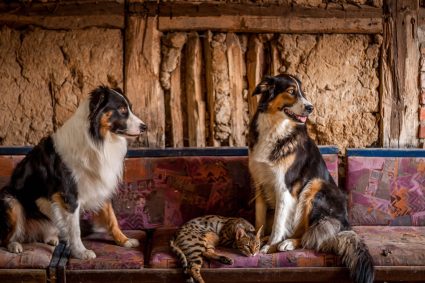 O țară investește din ce în ce mai mult în animale de companie, pe măsură ce numărul copiilor scade.