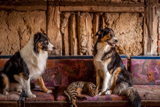 O tara investe ste din ce in ce mai mult in animale de companie pe masura ce numarul copiilor scade