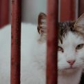 Peste 100 de pisici salvate in Sectorul 2 Imagini cu animalele suprinse de catre salvatori