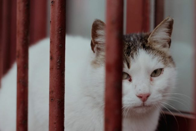 Peste 100 de pisici salvate in Sectorul 2 Imagini cu animalele suprinse de catre salvatori