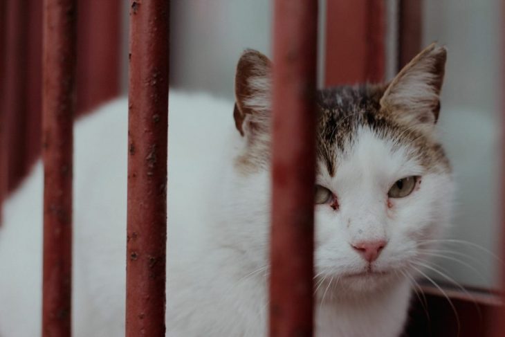 Peste 100 de pisici salvate in Sectorul 2 Imagini cu animalele suprinse de catre salvatori