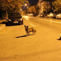 Spaima parintilor de pe o strada din Cluj Trei caini vagabonzi ataca pietonii Copilul plange de frica de fiecare data