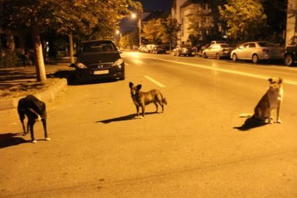 Spaima părinților de pe o stradă din Cluj! Trei câini vagabonzi atacă pietonii: „Copilul plânge de frică de fiecare dată”