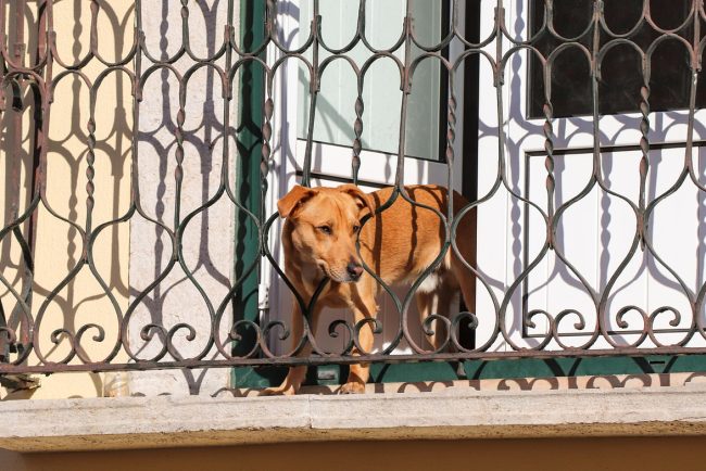 Un caine latra fara oprire intr un bloc din Cluj Napoca iar proprietara a promis o solutie Doua luni mai trziu situatia este aceeasi