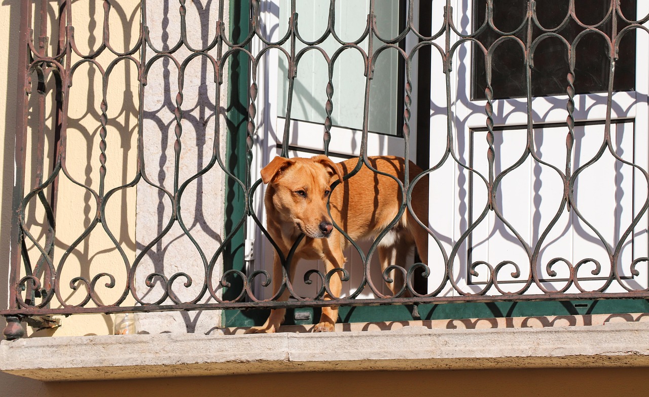 Un caine latra fara oprire intr un bloc din Cluj Napoca iar proprietara a promis o solutie Doua luni mai trziu situatia este aceeasi