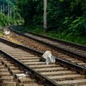 Un obstacol a afectat circulatia trenurilor in Constanta