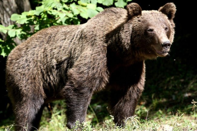Un urs a atacat mai multe oi de la o stana Jandarmii l au alungat folosind sirena autospecialei