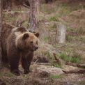 Urs observat dintr o comuna din Alba Jandarmii intervin pentru a indepartea animalul