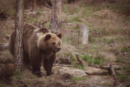 Urs observat într-o comună din Alba. Jandarmii intervin pentru a îndepărta animalul.